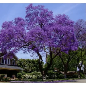 Jacaranda Mimosifolia Tree Live Plant - Blue to Purple Flowers - 6-12 Inch Tall - Image 1