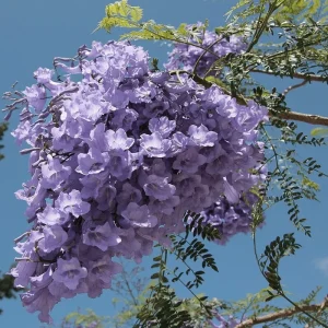 Jacaranda Mimosifolia Tree Live Plant - Blue to Purple Flowers - 6-12 Inch Tall - Image 3