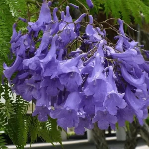 Jacaranda Mimosifolia Tree Live Plant - Blue to Purple Flowers - 6-12 Inch Tall - Image 4