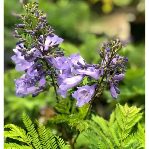 Jacaranda Mimosifolia Tree Live Plant - Blue to Purple Flowers - 6-12 Inch Tall - Image 5