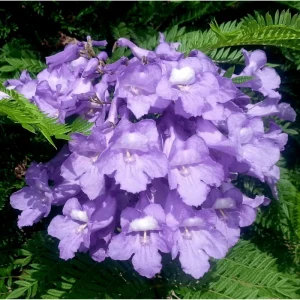 Jacaranda Mimosifolia Tree Live Plant - Blue to Purple Flowers - 6-12 Inch Tall - Image 6