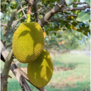 Jackfruit Live Plant – Sweet Fruit Tree – 6-8 Inches Tall in 4 Inch Pot – Outdoor - Image 2