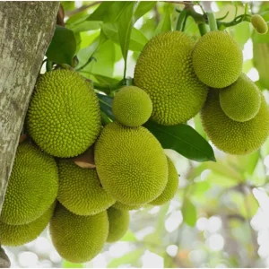 Jackfruit Live Plant – Sweet Fruit Tree – 6-8 Inches Tall in 4 Inch Pot – Outdoor - Image 3