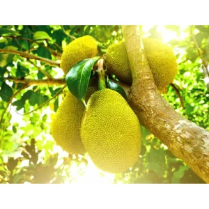 Jackfruit Live Plant – Sweet Fruit Tree – 6-8 Inches Tall in 4 Inch Pot – Outdoor - Image 1