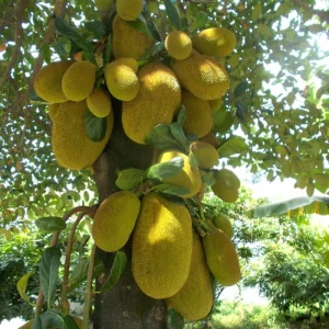 Jackfruit Tree Live Plant, 5-9 Inches Tall, Sweet Tropical Fruit for Edible Garden - Image 2