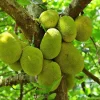 Jackfruit Tree Live Plant, 5-9 Inches Tall, Sweet Tropical Fruit for Edible Garden - Image 1