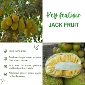 Jackfruit Tree Live Plant, 5-9 Inches Tall, Sweet Tropical Fruit for Edible Garden - Image 3