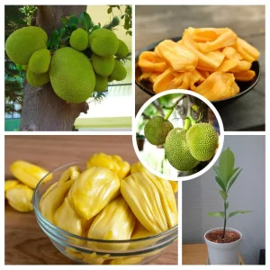 Jackfruit Tree Live Plant, 5-9 Inches Tall, Sweet Tropical Fruit for Edible Garden - Image 4
