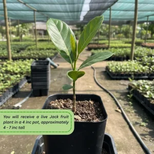 Jackfruit Tree Live Plant, 5-9 Inches Tall, Sweet Tropical Fruit for Edible Garden - Image 5