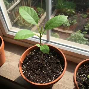 Jackfruit Tree Live Plant, 5-9 Inches Tall, Sweet Tropical Fruit for Edible Garden - Image 6