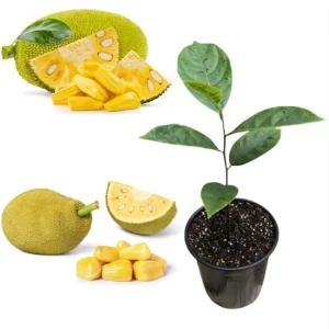 Jackfruit Tree Live Plant - Tropical Fruit Seedling, 5-10 Inches Tall, 4 Inch Pot - Image 2