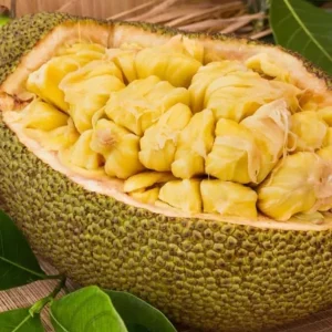 Jackfruit Tree Live Plant - Tropical Fruit Seedling, 5-10 Inches Tall, 4 Inch Pot - Image 3