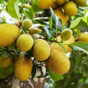 Jackfruit Tree Live Plant - Tropical Fruit Seedling, 5-10 Inches Tall, 4 Inch Pot - Image 4