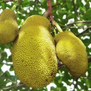 Jackfruit Tree Live Plant - Tropical Fruit Seedling, 5-10 Inches Tall, 4 Inch Pot - Image 5