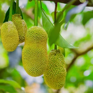 Jackfruit Tree Live Plant - Tropical Fruit Seedling, 5-10 Inches Tall, 4 Inch Pot - Image 6