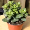 Jade Live Plant – Mini Succulent Houseplant – 2-inch Pot – Indoor - Image 1