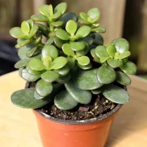 Jade Live Plant – Mini Succulent Houseplant – 2-inch Pot – Indoor - Image 1