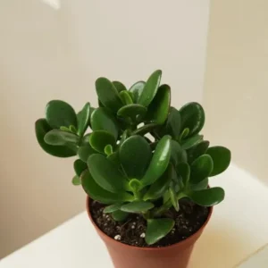 Jade Live Plant – Mini Succulent Houseplant – 2-inch Pot – Indoor - Image 2