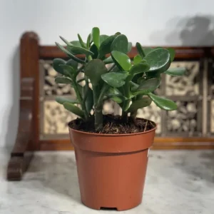 Jade Live Plant – Mini Succulent Houseplant – 2-inch Pot – Indoor - Image 4