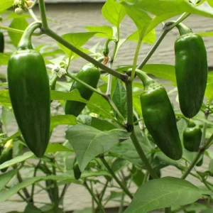 Jalapeno Pepper Live Plant - 4 Inch Pot, Hot Vegetable Starter - Image 2