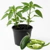 Jalapeno Pepper Live Plant - 4 Inch Pot, Hot Vegetable Starter - Image 1