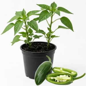 Jalapeno Pepper Live Plant - 4 Inch Pot, Hot Vegetable Starter - Image 1