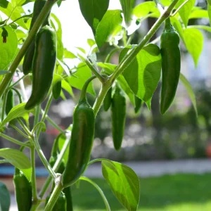 Jalapeno Pepper Live Plant - 4 Inch Pot, Hot Vegetable Starter - Image 5