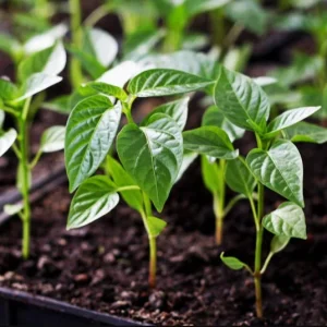 Jalapeno Pepper Live Plants - 2 Pack, 1-3 Inch Tall, Outdoor Garden - Image 2