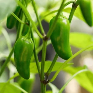 Jalapeno Pepper Live Plants - 2 Pack, 1-3 Inch Tall, Outdoor Garden - Image 6