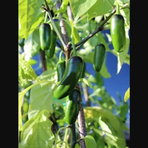 Jalapeno Pepper Live Plants - 2 Pack, 1-3 Inch Tall, Outdoor Garden - Image 8