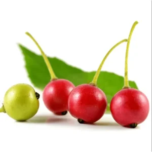 Jamaican Cherry Live Plant - Muntingia Calabura Tropical Fruit Tree, 4-8 Inch Tall - Image 2