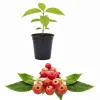 Jamaican Cherry Live Plant - Muntingia Calabura Tropical Fruit Tree, 4-8 Inch Tall - Image 1