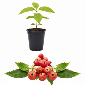Jamaican Cherry Live Plant - Muntingia Calabura Tropical Fruit Tree, 4-8 Inch Tall - Image 1