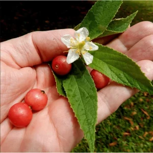 Jamaican Cherry Live Plant - Muntingia Calabura Tropical Fruit Tree, 4-8 Inch Tall - Image 4