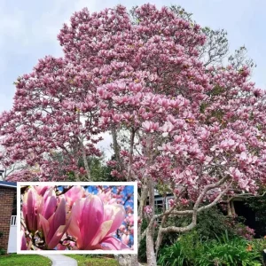 Jane Magnolia Tree Live Plant – 2.5-inch Pot – Deciduous Flowering Shrub - Image 2