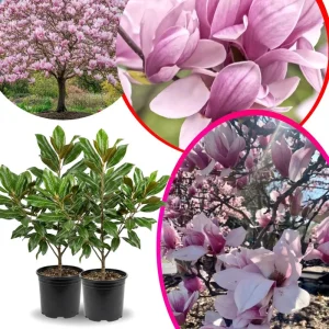 Jane Magnolia Tree Live Plant – 2.5-inch Pot – Deciduous Flowering Shrub - Image 3