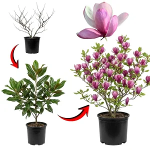 Jane Magnolia Tree Live Plant – 2.5-inch Pot – Deciduous Flowering Shrub - Image 4