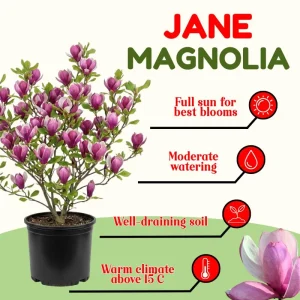 Jane Magnolia Tree Live Plant – 2.5-inch Pot – Deciduous Flowering Shrub - Image 5