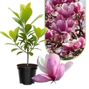 Jane Magnolia Tree Live Plant – 2.5-inch Pot – Deciduous Flowering Shrub - Image 6