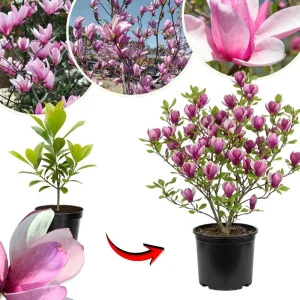 Jane Magnolia Tree Live Plant – 2.5-inch Pot – Deciduous Flowering Shrub - Image 7