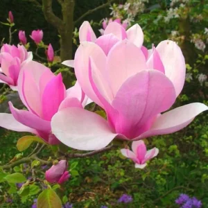 Jane Magnolia Tree Live Plant – 2.5-inch Pot – Deciduous Flowering Shrub - Image 1