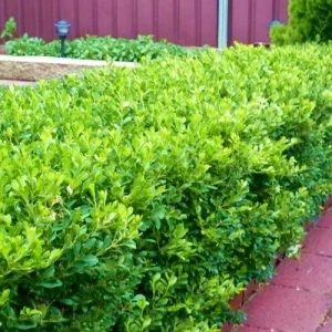 Japanese Boxwood Cuttings - Set of 12 Unrooted for Hedges & Bushes, Outdoor - Image 5
