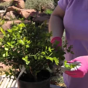 Japanese Boxwood Cuttings - Set of 12 Unrooted Green Bush Evergreen Hedge Outdoor - Image 2