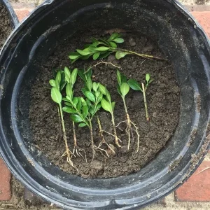 Japanese Boxwood Cuttings - Set of 12 Unrooted Green Hedges for Landscaping - Image 3