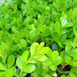 Japanese Boxwood Cuttings - Set of 12 Unrooted Green Bush Evergreen Hedge Outdoor - Image 4