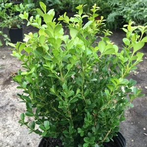 Japanese Boxwood Cuttings - Set of 12 Unrooted Green Hedges for Landscaping - Image 1