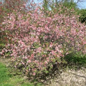 Japanese Flowering Quince 'Toyo Nishiki' Live Plant | 6+ Inches Bare Root - Image 2