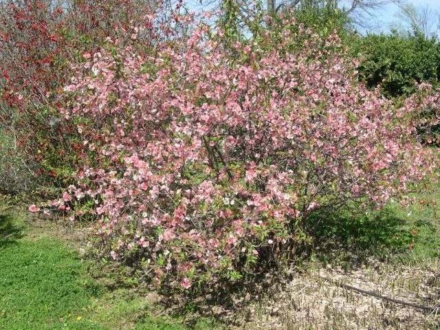 Japanese Flowering Quince 'Toyo Nishiki' Live Plant - 6+ Inches Tall, Bare Root, Outdoor Shrub - Image 2