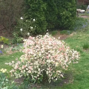 Japanese Flowering Quince 'Toyo Nishiki' Live Plant | 6+ Inches Bare Root - Image 3