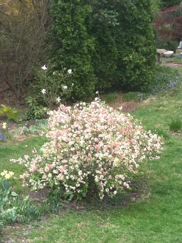 Japanese Flowering Quince 'Toyo Nishiki' Live Plant - 6+ Inches Tall, Bare Root, Outdoor Shrub - Image 3